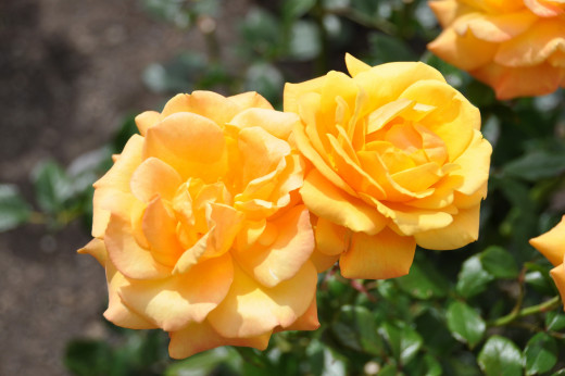 732513 (a): :2592x1721